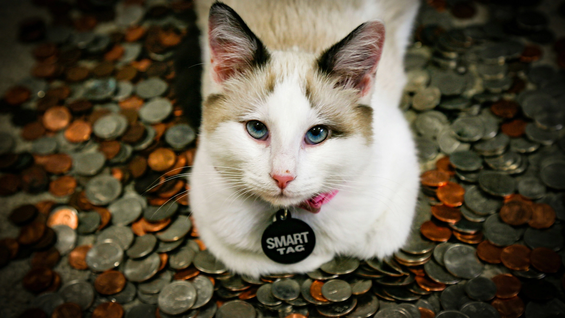 Il Microchip del tuo Gatto Potrebbe Diffondere Malware, Avvertono i Ricercatori