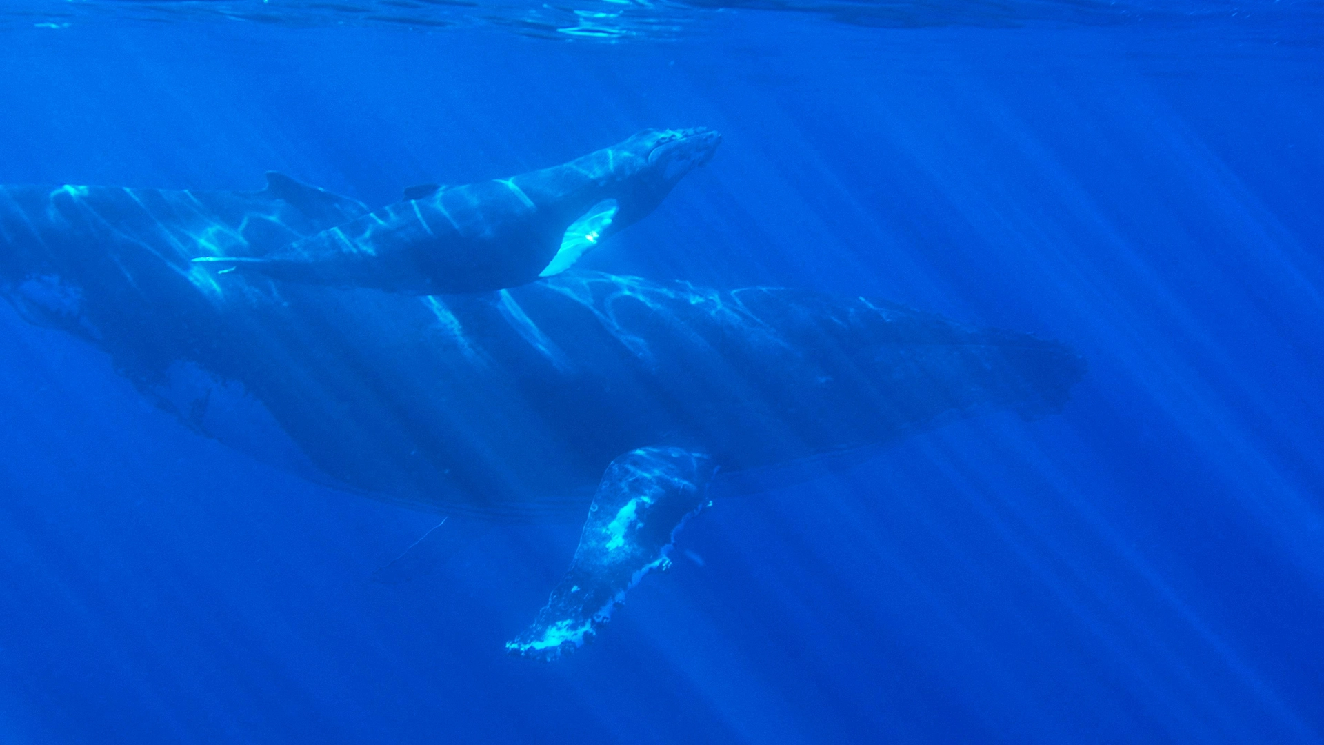 L’IA Potrebbe Aiutare a Decifrare la Comunicazione delle Balene e Potenziare la Conservazione?