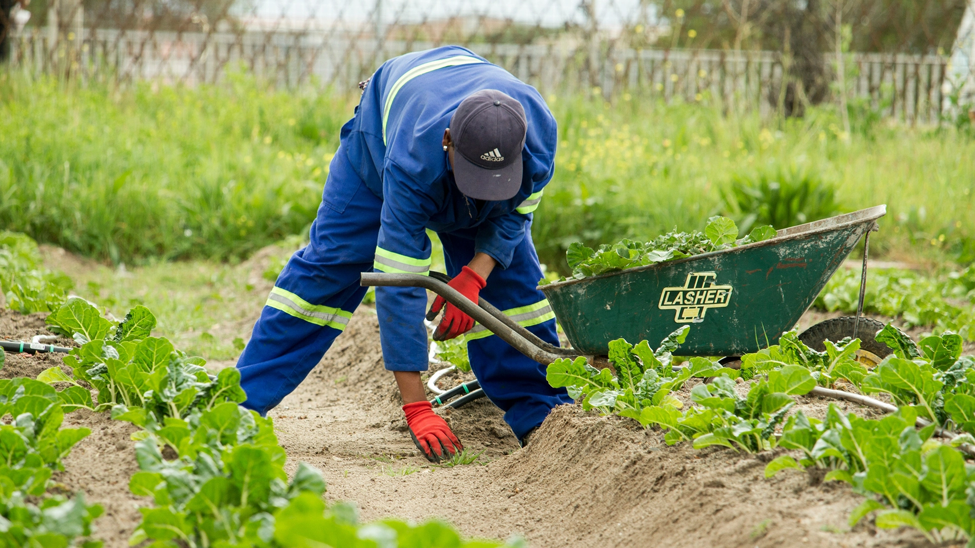 Le previsioni meteorologiche AI potrebbero aiutare gli agricoltori a combattere i rischi climatici, ma portano nuove preoccupazioni